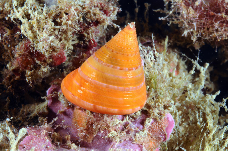 Calliostoma conulus